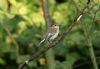 Pied Flycatcher at Gunners Park (Steve Arlow) (41111 bytes)